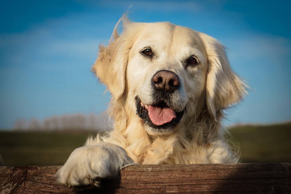 Hundegesundheit